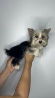 Partí boy, a male Yorkshire Terrier for sale in Orlando, FL – 2 of 2