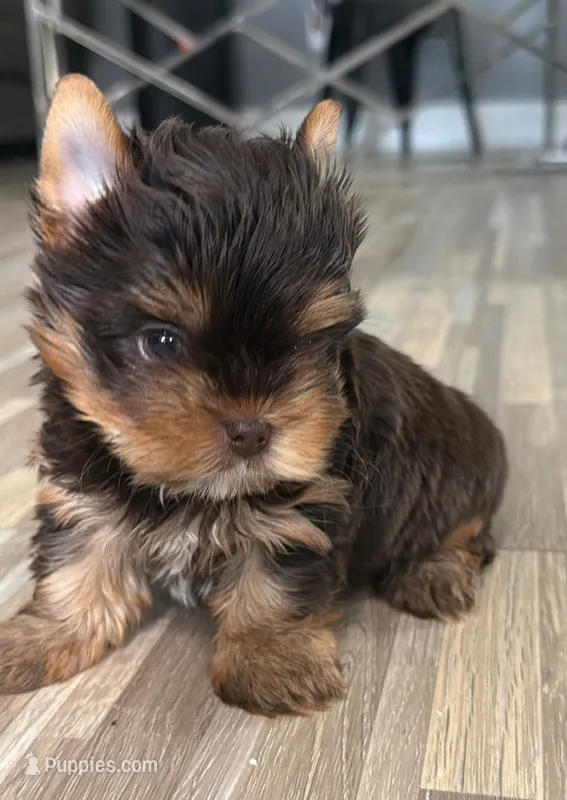 Choco boy – Yorkshire Terrier puppy for sale in Orlando, FL