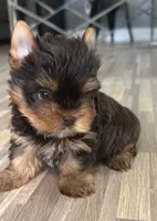 Choco boy, a male Yorkshire Terrier for sale in Orlando, FL – 2 of 5