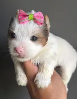 White and Tan Merle , a female Yorkshire Terrier for sale in Orlando, FL – 4 of 4