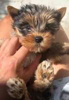 Merle boy, a male Yorkshire Terrier for sale in Orlando, FL – 2 of 4