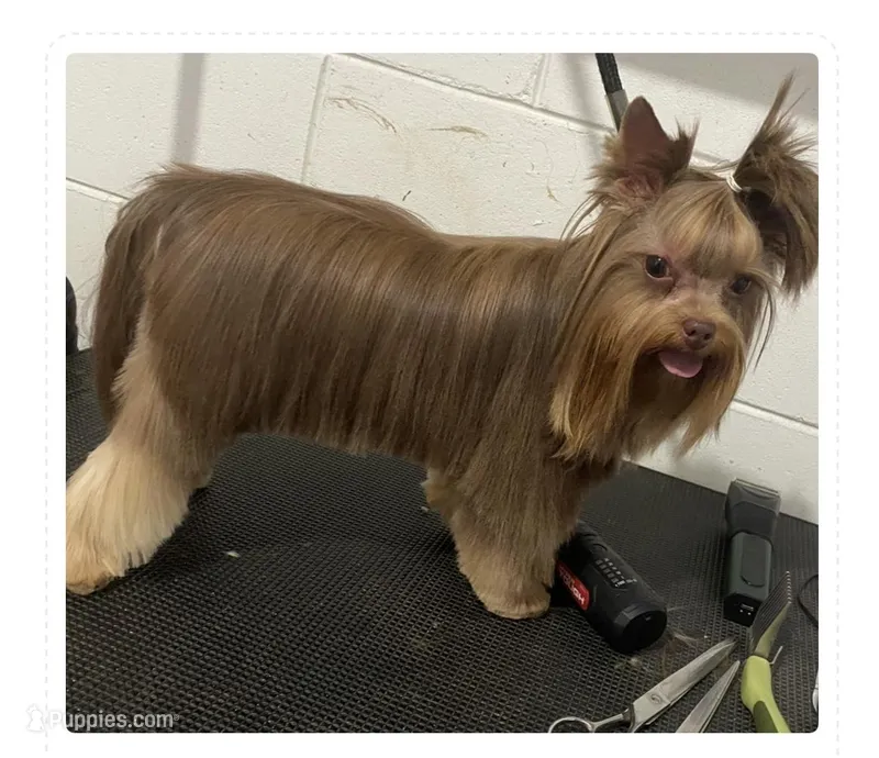 Azúcar  – Yorkshire Terrier puppy for sale in Orlando, FL