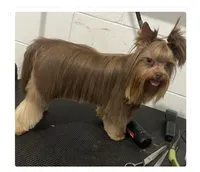 Azúcar , a female Yorkshire Terrier for sale in Orlando, FL – 1 of 2