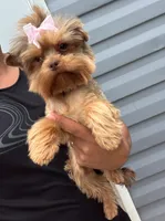 Azúcar , a female Yorkshire Terrier for sale in Orlando, FL – 2 of 2