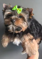 Tradicional, a female Yorkshire Terrier for sale in Orlando, FL – 1 of 2