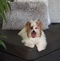 White and Tan Merle , a female Yorkshire Terrier for sale in Orlando, FL – 2 of 4