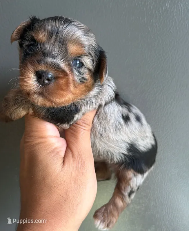 Merle boy – Yorkshire Terrier puppy for sale in Orlando, FL