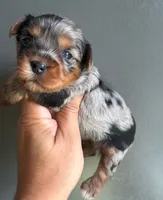 Merle boy, a male Yorkshire Terrier for sale in Orlando, FL – 1 of 3
