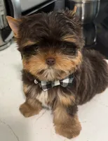 Choco boy, a male Yorkshire Terrier for sale in Orlando, FL – 3 of 5