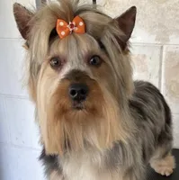 Blonde & white merle, a female Yorkshire Terrier for sale in Orlando, FL – 2 of 3