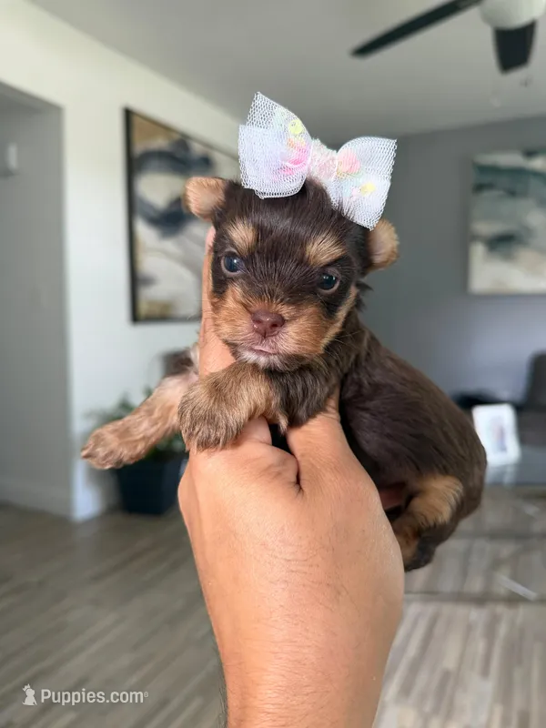 Choco girl 2 – Yorkshire Terrier puppy for sale in Orlando, FL