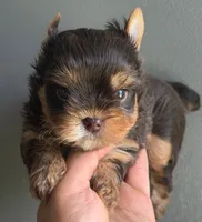 Choco boy, a male Yorkshire Terrier for sale in Orlando, FL – 2 of 4