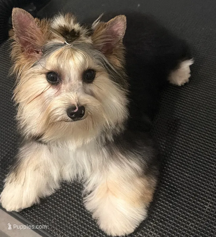 Partí boy – Yorkshire Terrier puppy for sale in Orlando, FL