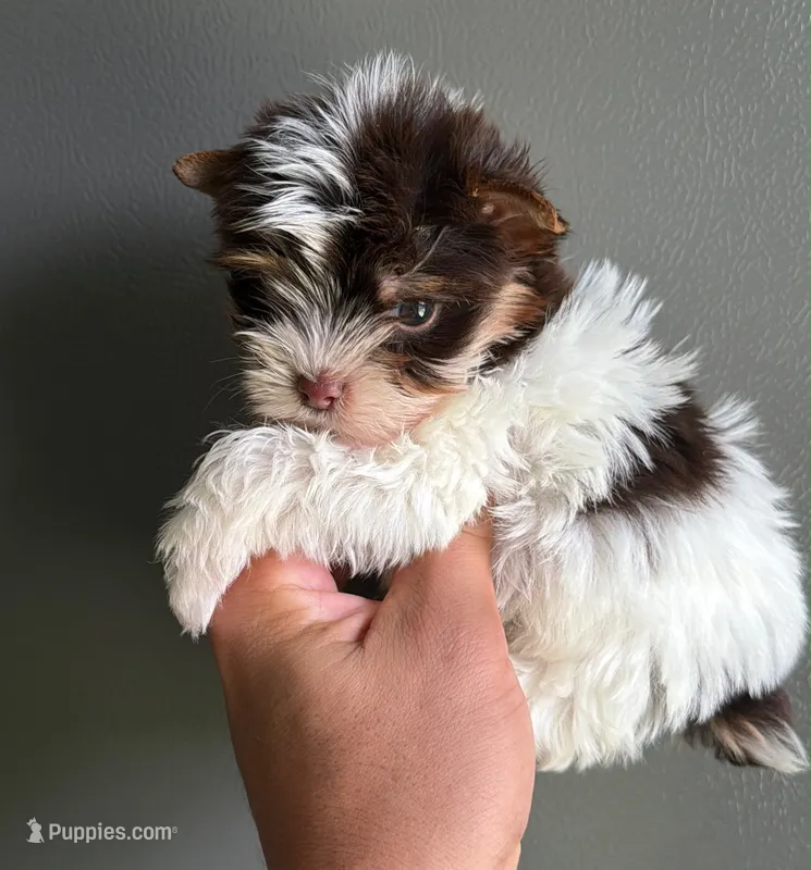 Partí boy 2 – Yorkshire Terrier puppy for sale in Orlando, FL