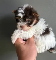 Partí boy 2, a male Yorkshire Terrier for sale in Orlando, FL – 1 of 1