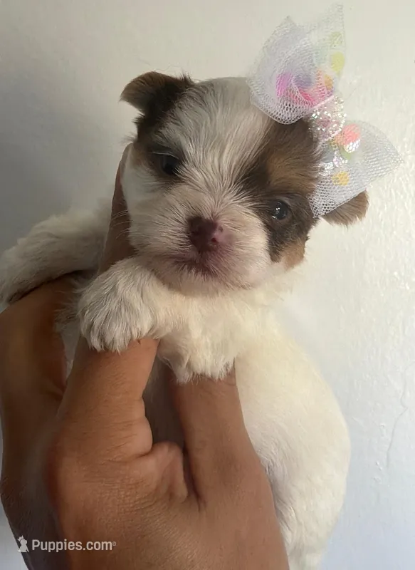 Blonde parti, a female Yorkshire Terrier for sale in Orlando, FL – Photo 1 of 1