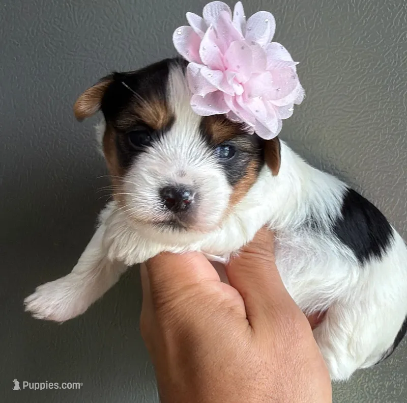 B & W girl – Yorkshire Terrier puppy for sale in Orlando, FL