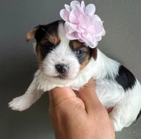 B & W girl, a female Yorkshire Terrier for sale in Orlando, FL – 1 of 3