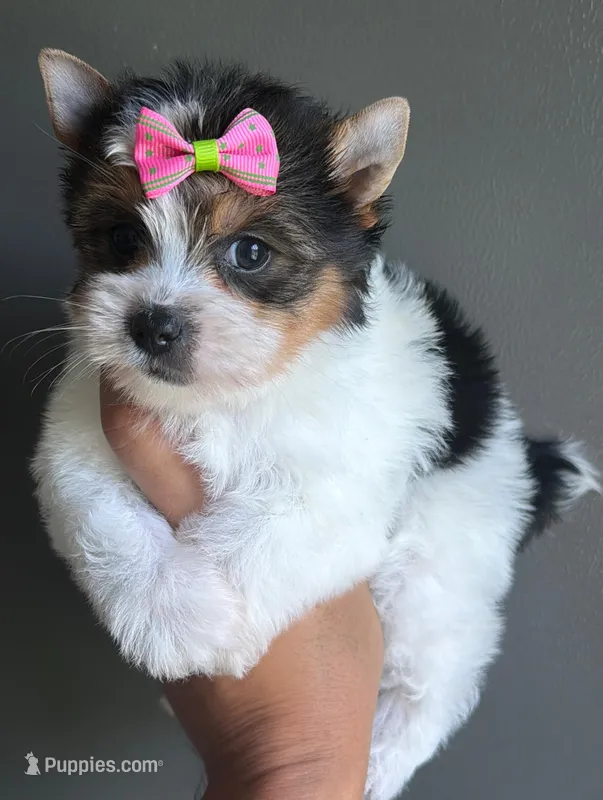 B & W girl – Yorkshire Terrier puppy for sale in Orlando, FL