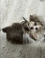 Choco boy, a male Yorkshire Terrier for sale in Orlando, FL – 4 of 4