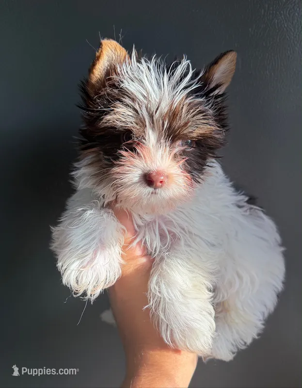 Partí boy 1 – Yorkshire Terrier puppy for sale in Orlando, FL