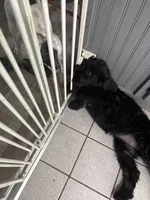 Pink Puppy, a female Giant Schnauzer for sale in Carver, MA – 2 of 5