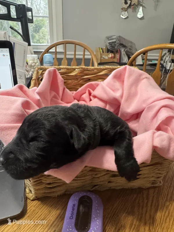 Black Puppy – Giant Schnauzer puppy for sale in Carver, MA