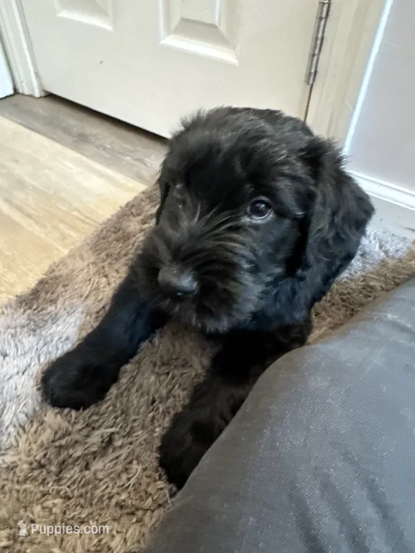 Silver Puppy – Giant Schnauzer puppy for sale in Carver, MA