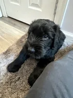 Silver Puppy, a female Giant Schnauzer for sale in Carver, MA – 5 of 7