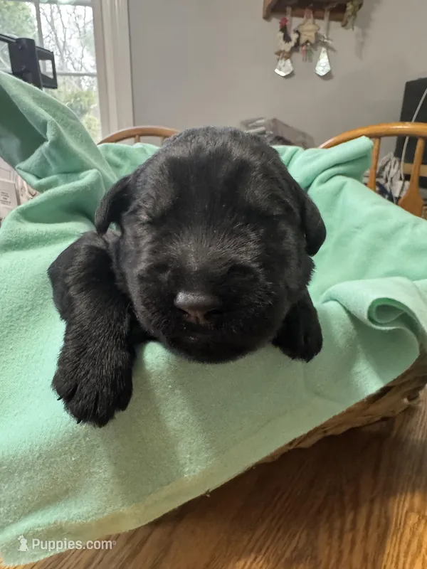 Green Puppy – Giant Schnauzer puppy for sale in Carver, MA