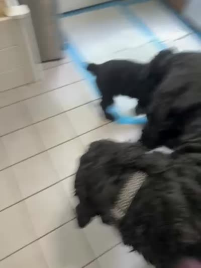 Pink Puppy, a female Giant Schnauzer for sale in Carver, MA – 3 of 5