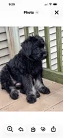 Silver Puppy, a female Giant Schnauzer for sale in Carver, MA – 2 of 3
