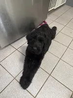 Pink Puppy, a female Giant Schnauzer for sale in Carver, MA – 5 of 5