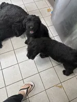 Pink Puppy, a female Giant Schnauzer for sale in Carver, MA – 1 of 5