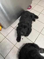 Pink Puppy, a female Giant Schnauzer for sale in Carver, MA – 4 of 5