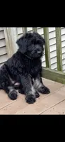 Silver Puppy, a female Giant Schnauzer for sale in Carver, MA – 3 of 3