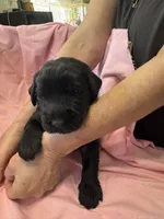 Silver Puppy, a female Giant Schnauzer for sale in Carver, MA – 3 of 7