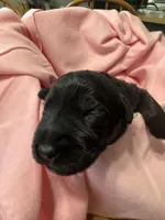 Silver Puppy, a female Giant Schnauzer for sale in Carver, MA – 1 of 7