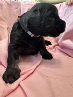 Silver Puppy, a female Giant Schnauzer for sale in Carver, MA – 4 of 7