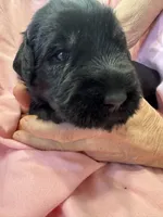 Silver Puppy, a female Giant Schnauzer for sale in Carver, MA – 2 of 7
