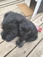 Silver Puppy, a female Giant Schnauzer for sale in Carver, MA – 6 of 7