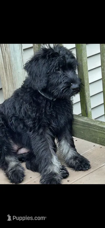 Silver Puppy – Giant Schnauzer puppy for sale in Carver, MA