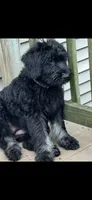 Silver Puppy, a female Giant Schnauzer for sale in Carver, MA – 1 of 3