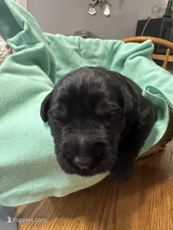 Blue Puppy – Giant Schnauzer puppy for sale in Carver, MA