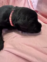 Pink Puppy, a female Giant Schnauzer for sale in Carver, MA – 4 of 5
