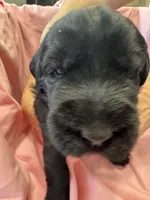 Pink Puppy, a female Giant Schnauzer for sale in Carver, MA – 3 of 5
