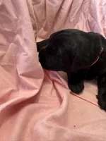Pink Puppy, a female Giant Schnauzer for sale in Carver, MA – 5 of 5