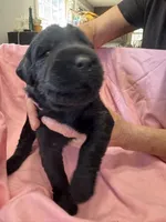 Pink Puppy, a female Giant Schnauzer for sale in Carver, MA – 2 of 5