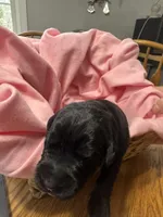 Pink Puppy, a female Giant Schnauzer for sale in Carver, MA – 1 of 5