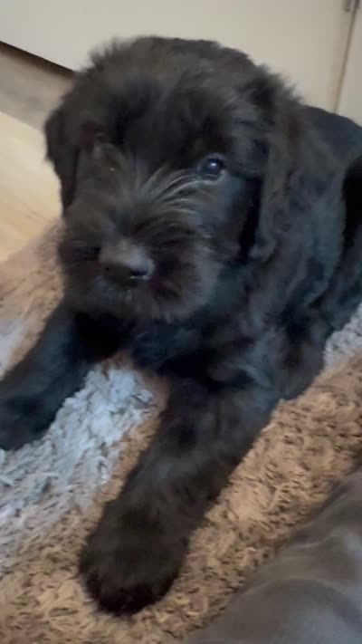 Silver Puppy, a female Giant Schnauzer for sale in Carver, MA – 7 of 7